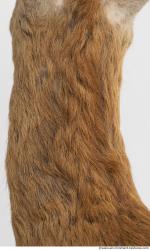 Photo Textures of Animal Skin